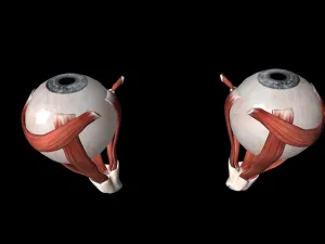 見る方向だけで筋力があがる!?眼と身体の反射 5 見る方向だけで筋力があがる!?眼と身体の反射