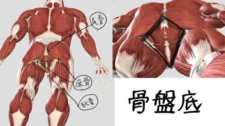産後の女性は必須！アスリートが教える骨盤底のエクササイズ