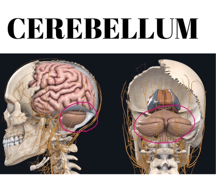 本気で姿勢や体の歪みを治したい人へ.....小脳と体のバランス