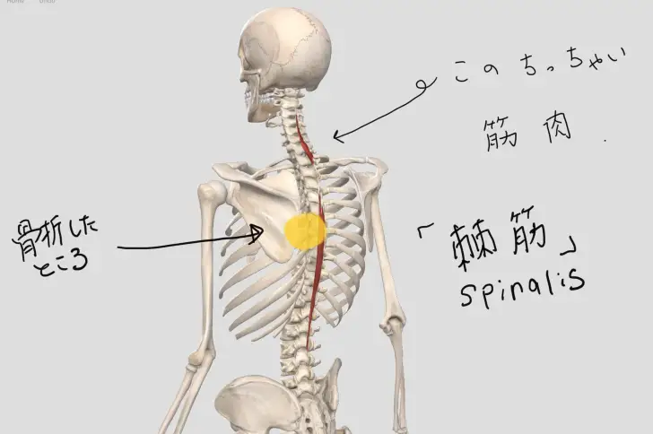 神経学で体幹トレーニングを考えた結果たどり着いた結論