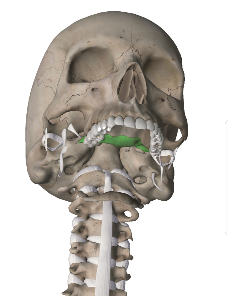 5秒で筋力が30％アップ！？舌のポジションの影響力