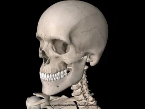 体幹強化には頭蓋骨の可動性が大切 2 体幹強化には頭蓋骨の可動性が大切