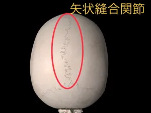 体幹強化には頭蓋骨の可動性が大切 4 体幹強化には頭蓋骨の可動性が大切
