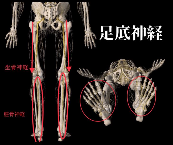 30秒で足裏の痛み「足底筋膜炎」を解消！神経のストレッチ