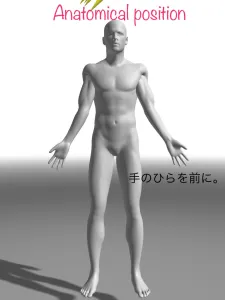 見る方向だけで筋力があがる!?眼と身体の反射 7 見る方向だけで筋力があがる!?眼と身体の反射