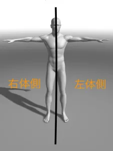 見る方向だけで筋力があがる!?眼と身体の反射 3 見る方向だけで筋力があがる!?眼と身体の反射