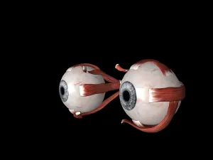 見る方向だけで筋力があがる!?眼と身体の反射 2 見る方向だけで筋力があがる!?眼と身体の反射