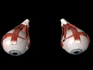 見る方向だけで筋力があがる!?眼と身体の反射 6 見る方向だけで筋力があがる!?眼と身体の反射