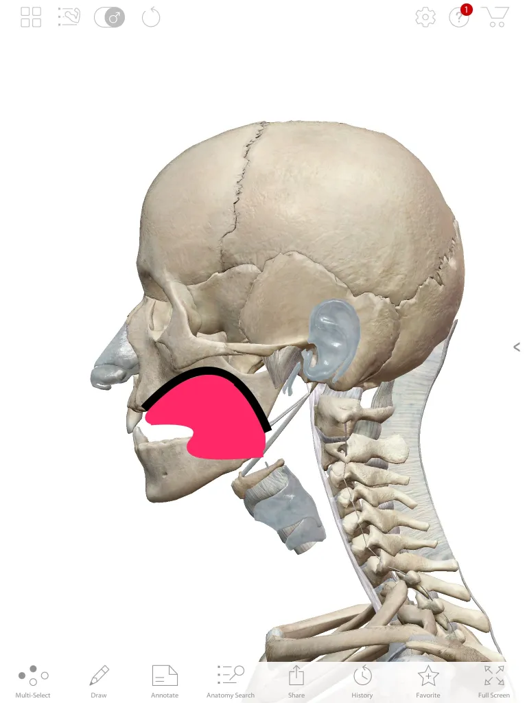 5秒で筋力が30％アップ！？舌のポジションの影響力