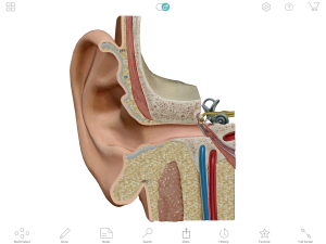 体幹は鍛えちゃダメ！？本当に機能的なコアの作り方