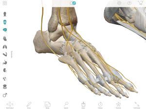 体幹は鍛えちゃダメ！？本当に機能的なコアの作り方