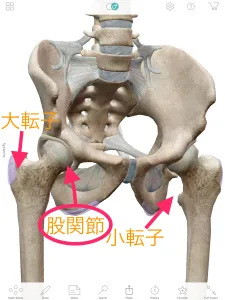股関節の可動性『ジョイントモビリティトレーニング』