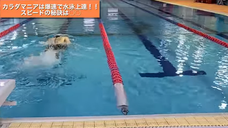 【爆速】ジョッキーがガチで元競泳選手に挑んでみた結果....